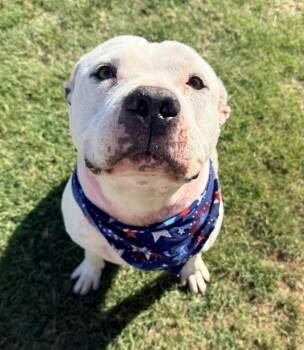 Moo -  American Staffordshire Terrier Dog for Adoption in Tulare, California - Moo | PetCurious