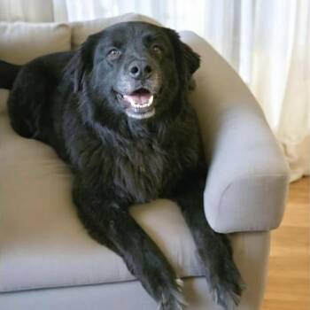 Husky and Labrador Retriever Dogs Available for Adoption - Riddles (20240211-02) | PetCurious