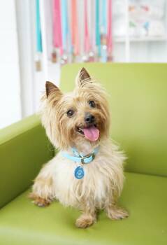 Yorkshire Terrier Dogs Available for Adoption in Pasadena, California - Desi | PetCurious