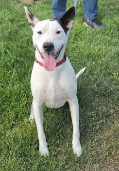 Pongo -  Bull Terrier Dog for Adoption in Salem, Oregon - Pongo | PetCurious