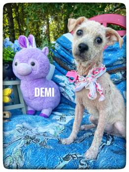 Chihuahua Dogs Available for Adoption in Sebring, Florida - Demi | PetCurious