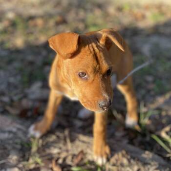 American Staffordshire Terrier and Mixed Breed Dogs Available for Adoption - Curly Girl | PetCurious