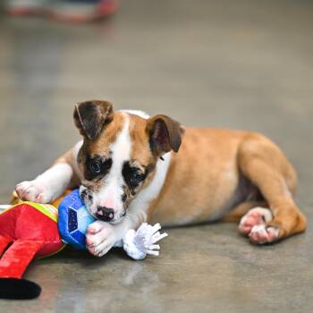 Catahoula Leopard Dog Dogs Available for Adoption - Ebby | PetCurious
