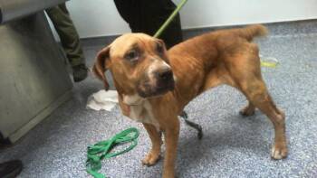 A1269363 -  Mixed Breed Dog for Adoption in Charlotte, North Carolina - A1269363 | PetCurious