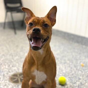 Aura -  Mixed Breed Dog for Adoption in Greenville, South Carolina - Aura | PetCurious