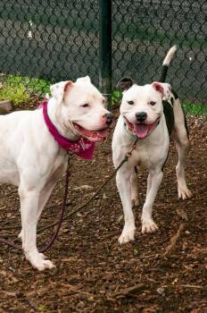 Atmosphere -  Mixed Breed Dog for Adoption in Cincinnati, Ohio - Atmosphere | PetCurious