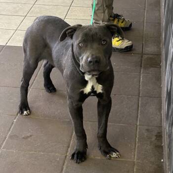 Mixed Breed Dogs Available for Adoption - 02/12/2026-Stray-TechnologyParkway | PetCurious