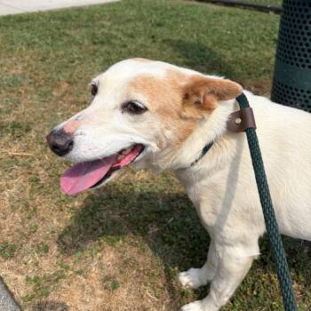 Mixed Breed Dogs Available for Adoption in Chattanooga, Tennessee - Daisy Do | PetCurious