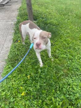 Rescue Pit Bull Terrier Dogs for Adoption in Lewis Center, Ohio - Buddy | PetCurious