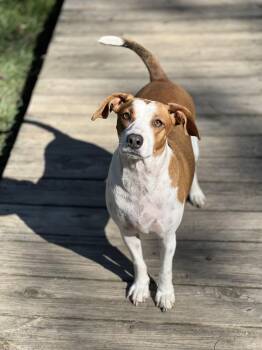 Rescue Beagle Dogs for Adoption in Wiggins, Mississippi - Dane | PetCurious