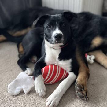 Feist and Terrier Dogs Available for Adoption in Minnetonka, Minnesota - Prance D67243 | PetCurious