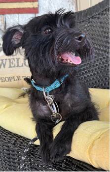 Ricco -  Mixed Breed and Miniature Schnauzer Dog for Adoption in Miamisburg, Ohio - Ricco | PetCurious