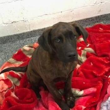 Mixed Breed Dogs Available for Adoption - Bear | PetCurious