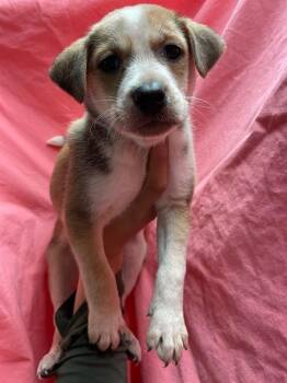 FRANKIE -  Pit Bull Terrier and Mixed Breed Dog for Adoption in Riverside, California - FRANKIE | PetCurious