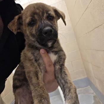 Texaco -  Shepherd and Mixed Breed Dog for Adoption in Austin, Texas - Texaco | PetCurious
