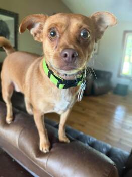 Tilly -  Chihuahua Dog for Adoption in Ashville, Ohio - Tilly | PetCurious
