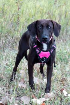 Rory -  Hound and Mixed Breed Dog for Adoption in Savage, Minnesota - Rory | PetCurious