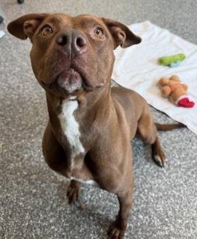 Pigeon -  Pit Bull Terrier and Mixed Breed Dog for Adoption in Westland, Michigan - Pigeon | PetCurious