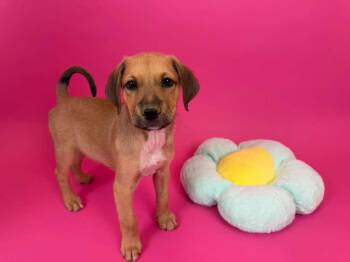 Env -  Shepherd and Chow Chow Dog for Adoption in Phoenix, Arizona - Env | PetCurious