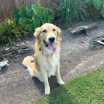 FlapJack D12627 -  Golden Retriever and Nova Scotia Duck Tolling Retriever Dog for Adoption - FlapJack D12627 | PetCurious