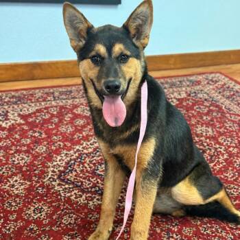 German Shepherd Dog Dogs Available for Adoption in Atlanta, Texas - Dee | PetCurious