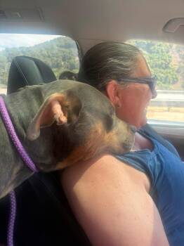 Peanut -  American Staffordshire Terrier Dog for Adoption in San Diego, California - Peanut | PetCurious