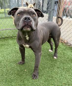 HARVEY -  Mixed Breed Dog for Adoption in Columbia, South Carolina - HARVEY | PetCurious