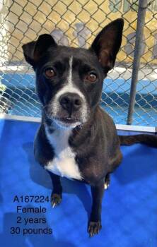 Soy -  Pit Bull Terrier and Mixed Breed Dog for Adoption in Calgary, Alberta - Soy | PetCurious