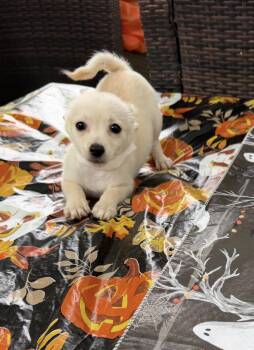Lee lee -  Pomeranian and Chihuahua Dog for Adoption in Louise, Texas - Lee Lee | PetCurious