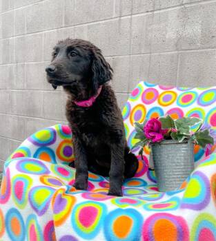Teensy -  Golden Retriever and Mixed Breed Dog for Adoption in Murray, Kentucky - Teensy | PetCurious