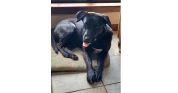 Rescue Labrador Retriever Dogs for Adoption in Dallas, Texas - Deputy Dawgs: Mia (CP) | PetCurious