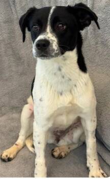 Pointer and Mixed Breed Dogs Available for Adoption in Forney, Texas - PENELOPE | PetCurious