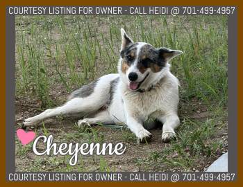 Cheyenne - COURTESY LISTING -  Australian Cattle Dog Blue Heeler Dog for Adoption in Valley City, North Dakota - Cheyenne - COURTESY LISTING | PetCurious