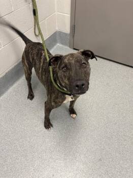 MATEO -  Pit Bull Terrier Dog for Adoption in Indianapolis, Indiana - MATEO | PetCurious