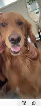 Rocky -  Golden Retriever Dog for Adoption in Westwood, New Jersey - Rocky | PetCurious