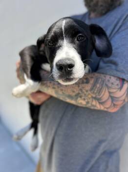 Mandarin -  Mixed Breed Dog for Adoption in Manchester, Tennessee - Mandarin | PetCurious