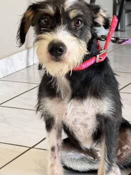 Patty -  Miniature Schnauzer Dog for Adoption in Weare, New Hampshire - Patty | PetCurious
