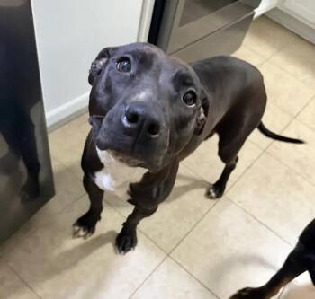 Meadow -  Pit Bull Terrier Dog for Adoption in Polk, Ohio - Meadow | PetCurious