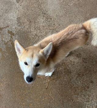 Rescue Corgi and Shiba Inu Dogs for Adoption in Ruston, Louisiana - Rex | PetCurious