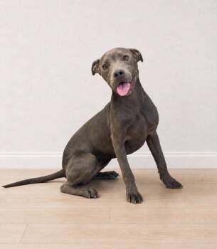 Delilah -  Pit Bull Terrier Dog for Adoption in Georgetown, Ohio - Delilah | PetCurious