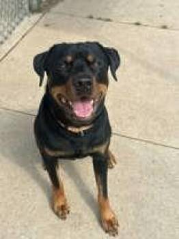 Rescue Rottweiler Dogs for Adoption in Manitowoc, Wisconsin - Buddy | PetCurious