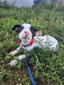 POPPY -  German Shepherd Dog and Pit Bull Terrier Dog for Adoption in Casper, Wyoming - POPPY | PetCurious
