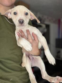 Perry -  Pit Bull Terrier Dog for Adoption in Felton, Pennsylvania - Perry | PetCurious