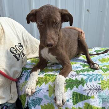 Basil -  Labrador Retriever Dog for Adoption - Basil | PetCurious