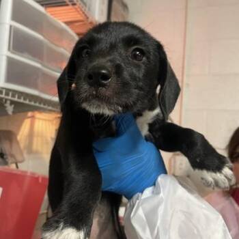 Koopa -  Standard Poodle and Labrador Retriever Dog for Adoption in Morton Grove, Illinois - Koopa | PetCurious