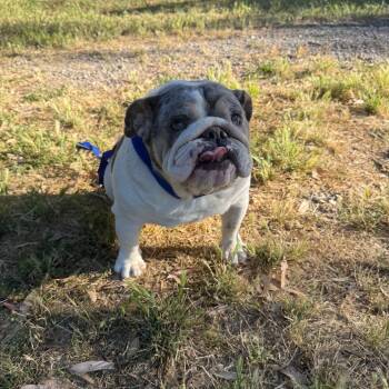 Bonnie -  English Bulldog Dog for Adoption in Sonoma, California - Bonnie | PetCurious