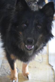 Clementine (Corn) -  Chow Chow Dog for Adoption in Pahrump, Nevada - Clementine (Corn) | PetCurious