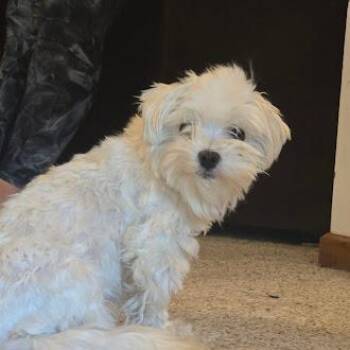 Lois -  Lhasa Apso and Mixed Breed Dog for Adoption in Madison, Wisconsin - Lois | PetCurious