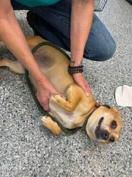 Nutmeg -  Chihuahua Dog for Adoption in Burgaw, North Carolina - Nutmeg | PetCurious