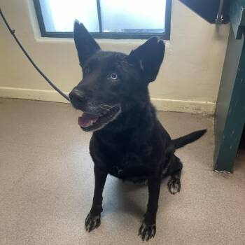 Calliope -  German Shepherd Dog and Husky Dog for Adoption in Pasadena, California - Calliope | PetCurious